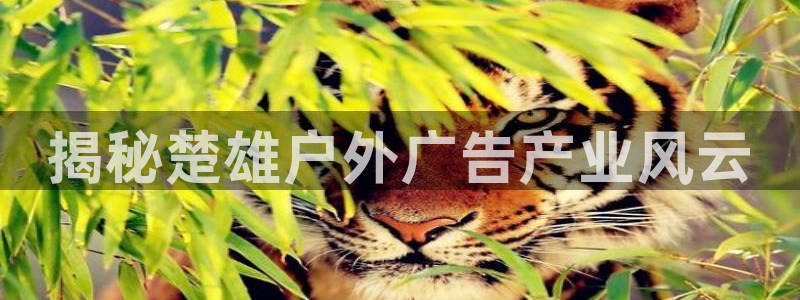 杏宇平台提现为什么这么久呢：揭秘楚雄户外