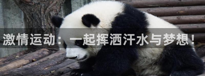 风速体育直播