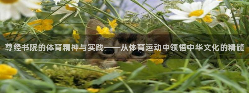 风速体育nba免费直播