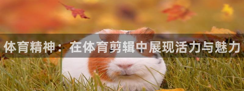 风速体育：体育精神：在体育剪辑中展现活力与魅力