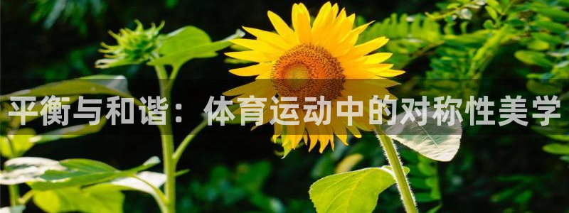 风速体育直播app
